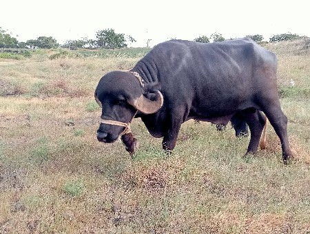 એક વર્ષ થયું ચાલુ થયો તેનુ