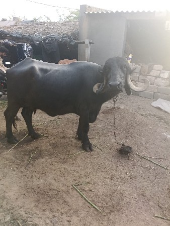 ભેંસ બેસવાની સે