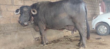 ભેંસ વેચાવ છે