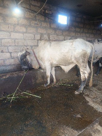 યોરીજલ ગીર ખુટ વેચવાની છે