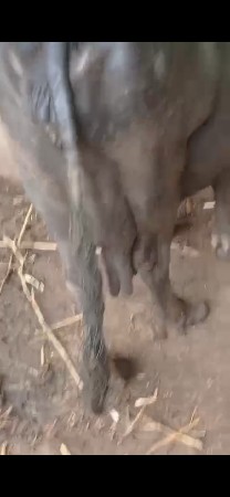 ભેષ