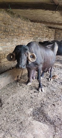 ભેંસ વેચવાની છે.