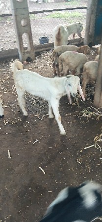 9898777132