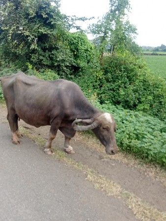 ભેશ