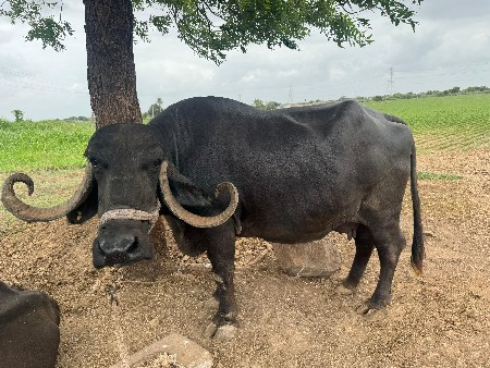ભેંસ