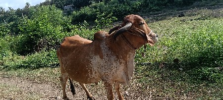 ગાય વેચવાની છે