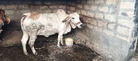ગાય વેચવા ની છે