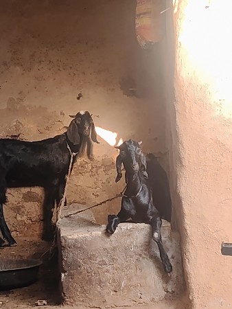 બે બકરા છે દોઢ વર્ષના છે