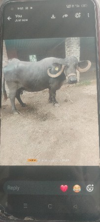 ભેંશ વેચવાની છે