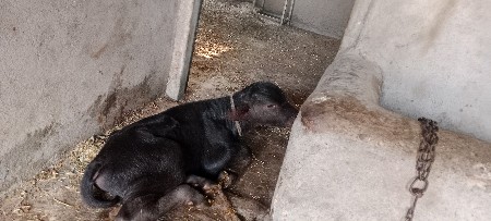 બે પાંડા દેવાના છે