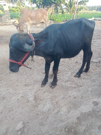 જાફરાબાદી પાડી