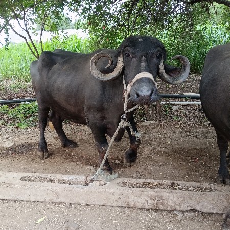 ભેશવેચવાનીછે