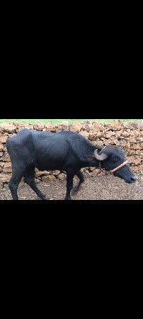 પાડી વેસવાની શે