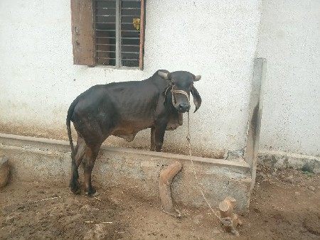 હોળકિ સે