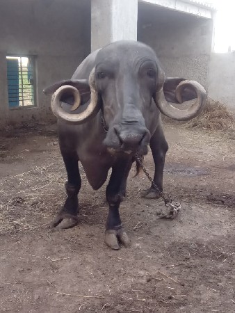 ભેસ વેસવાની