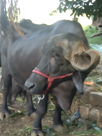 વેચવાની છે