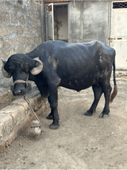 ભેસ વેચવાની સે