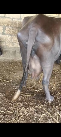 જાફરાબાદી ભેંસ