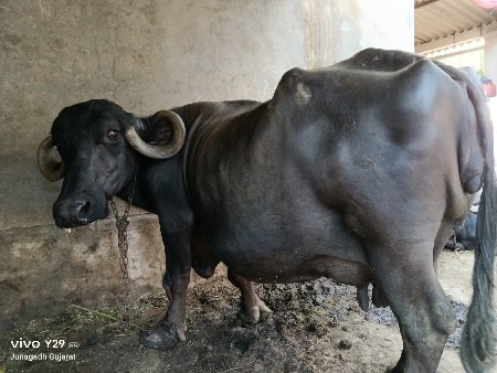 3 વેતર છે.
