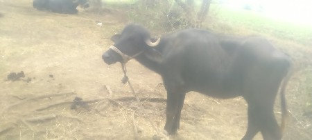 વેચવાની છે