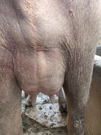 ખડેલીવેસવાનીસેબોવસારાવેલાનીસે