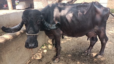 બે ભેંસ વેચવાની છે