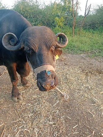 3 જુ વેતર