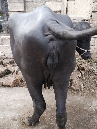 આ ભેસ વેચવા ની છે