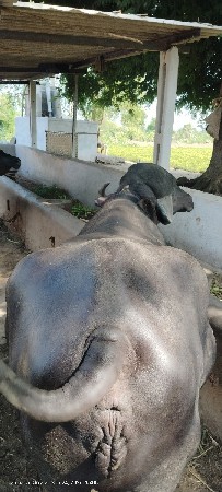 ભેંસ વેચવાની છે