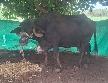 બીજુ વેતર