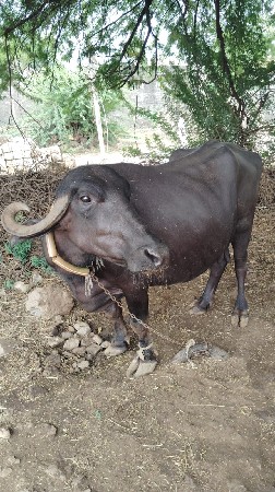 ભેંસ વેચવાની સે