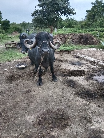 ભેંસ વેચવાની છે