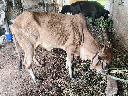 ઓડકી દય દેવાની છે