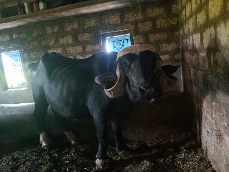 અશોકભાઈ