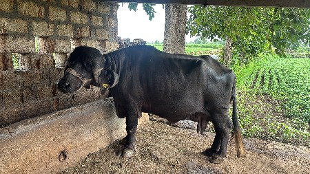ભેંસ વેશવાની છે
