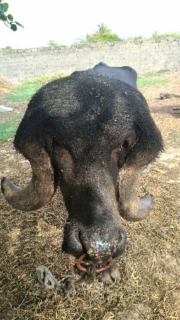 પાડો વેચવાનો છે