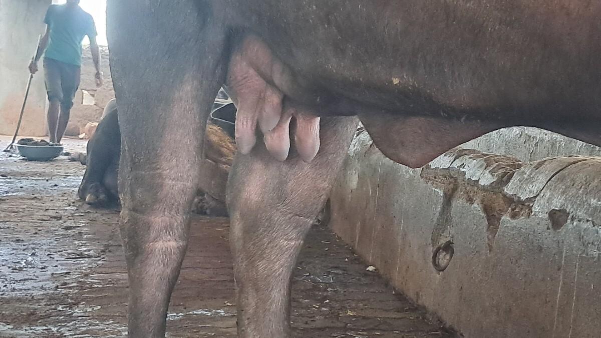 ભેસ વેચવા ની છે