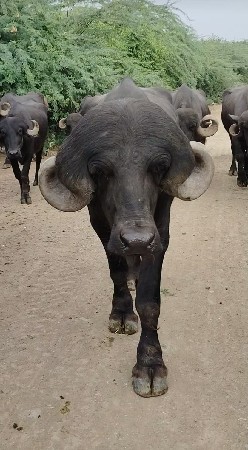 પાડો વેચવાનો છે