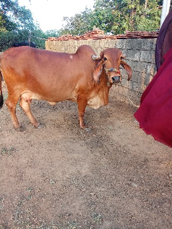 ગાય વેચવાની છે