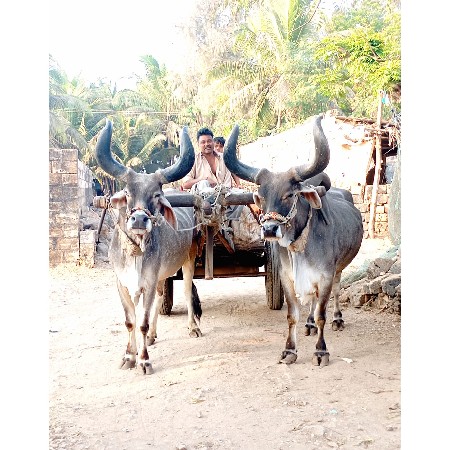 બળદ દેવાના છે‌.