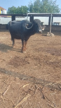 ચોથું વેતર ભેંસ વેચવાની છે