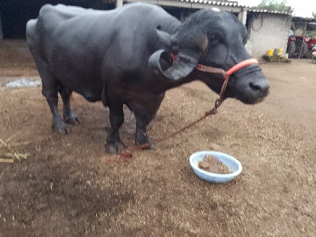 8 દીવસ ની કાચી
