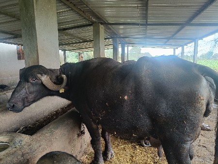 ભેંસ વેચવાની છે