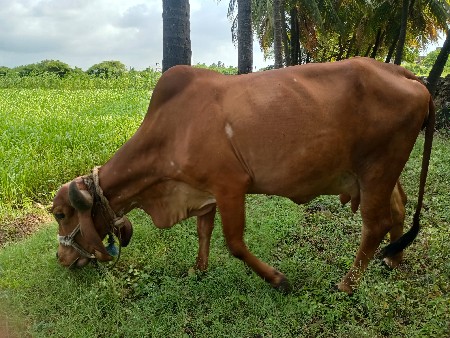ગાય વેચવાની છે