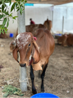 હોડકી વેચવાની છે