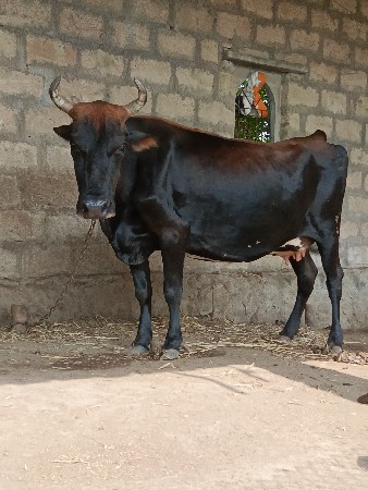 જર્સી  ગાય વેચવાની છે 3 વેતર છે