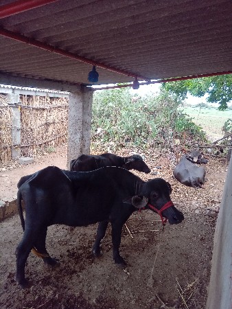 ચાર ઘડેલા વેચવાના છે