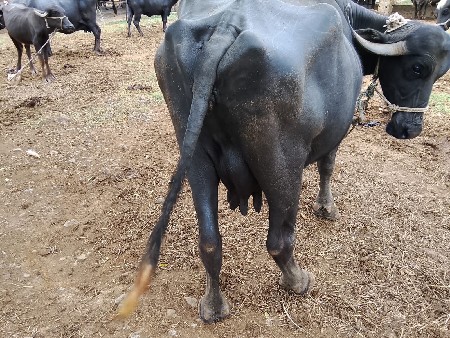 વાડી વિસ્તાર