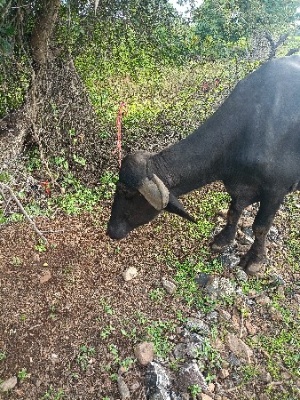 બીજું વેતર