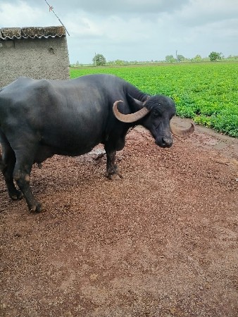 ભેસ